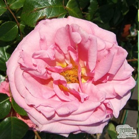 Soft pink climbing rose Aloha